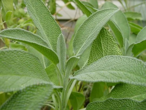Vista 4 de Sage Herb 150 Semillas (Salvia officinalis) Heirloom - Sin OMG - Polinizado abierto