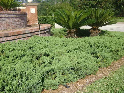 Vista 3 de Juniper Parsoni - 3 plantas vivas - Juniperus Squamata Expansa Parsons - Cubierta de suelo de hoja perenne resistente a la sequía resistente al frío