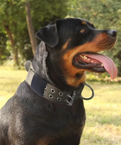 Vista 2 de Collar de perro para perros grandes, collares tácticos de 2 pulgadas de ancho con asa para perros de raza extragrande, camuflaje militar
