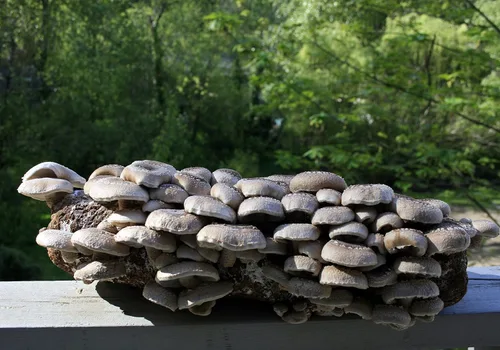 Vista 3 de Root Mushroom Farm - Kit de cultivo de hongos Shiitake: comienza de inmediato una vez recibido