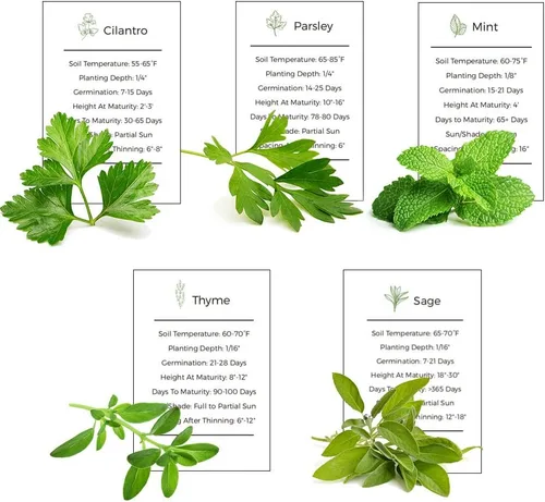 Vista 5 de Colección de semillas para jardín de hierbas, paquete de 5 semillas de hierbas culinarias, semillas autóctonas no transgénicas (non-GMO) para sembrar