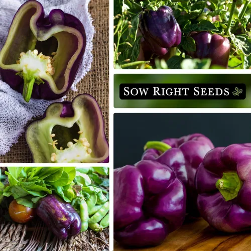 Vista 4 de Sow Right Seeds - Semillas de pimiento Purple Beauty para plantar - Paquete de reliquia sin OMG con instrucciones para plantar y cultivar un huerto