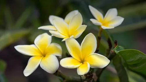 Vista 5 de Corte de plumeria hawaiana amarilla de 10 pulgadas