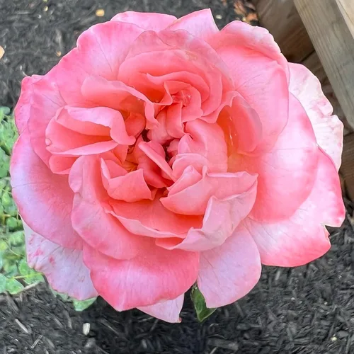 Vista 3 de Own-Root - Rosa de té híbrida Sweet Mademoiselle™ de un galón de Heirloom Roses