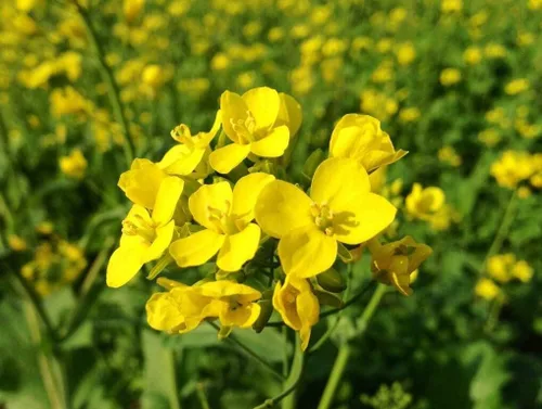 Vista 9 de Semillas Mostaza Amarilla - Vegetal Heirloom - Libre de OGM