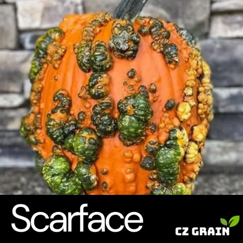 Vista 2 de Semillas de calabaza Scarface para plantar (10 semillas)