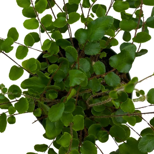 Vista 4 de BubbleBlooms Helecho botón en una olla de 4 pulgadas Pellaea rotundifolia