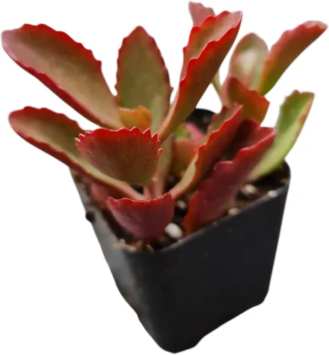 Vista 25 de Plantas de cactus suculentas vivas de USKC (maceta de 2 pulgadas) (Adromischus Maculatus)