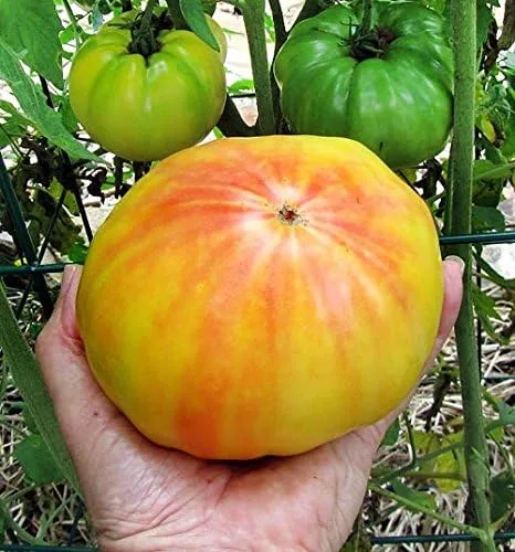 Vista 4 de Más de 30 semillas gigantes de tomate Mr. Stripey de 1-2 libras, sin OMG, bajas en ácido, indeterminadas, polinizadas abiertas, sabor rico