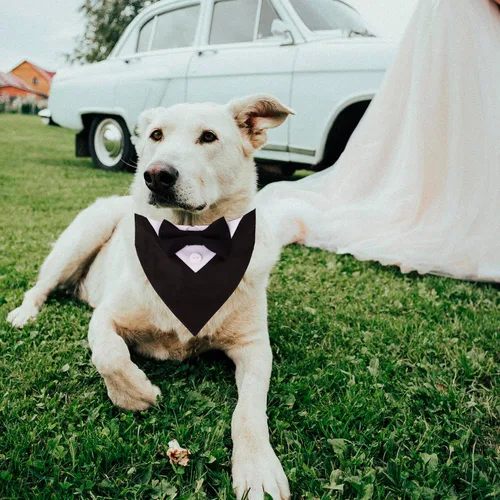 Vista 3 de Collar de esmoquin para perro, pajarita para perro de boda, negro, pequeño Collar de pajarita para perro, fácil de usar, ajustable
