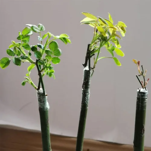 Vista 4 de Cinta de Injerto Película de Injerto para Plantas, Paquete de 2 Cinta de Injerto de Jardín Extensible Cintas de Reparación de Plantas para Injertos