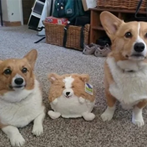 Vista 7 de Peluche Squishable Corgi, mini 7 pulgadas