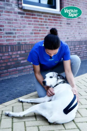 Vista 8 de Vetkin Caja de exhibición de cinta Cinta de kinesiología equina y canina Cinta de kinesiología para fines veterinarios 10 rollos sin cortar