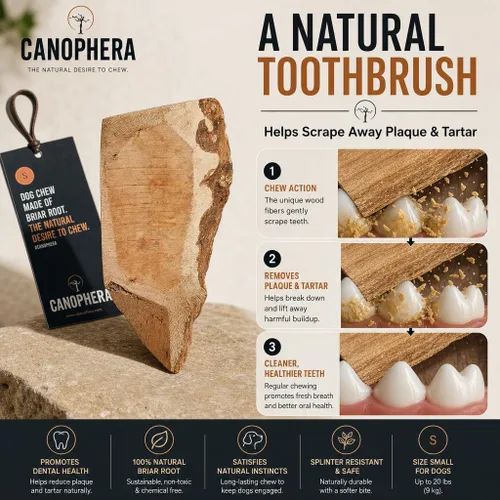 Vista 5 de Canophera Raíz masticable para perros, madera de brezo natural para dientes y encías saludables, tamaño pequeño