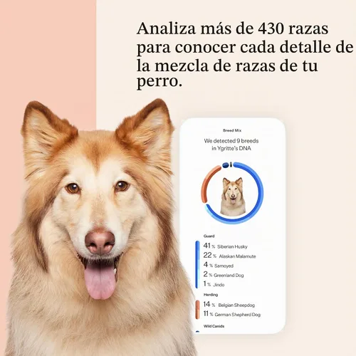 Vista 3 de Wisdom Panel Premium Kit de ADN para perros: más completo con más de 265 pruebas de salud, identifica más de 365 razas de perros, más de 50 rasgos
