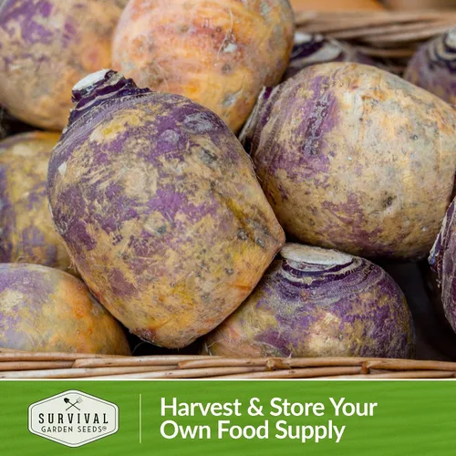 Vista 5 de Survival Garden Seeds - 1 paquete de semillas de Rutabaga púrpura estadounidense para plantar con instrucciones para cultivar Brassica Napus en tu