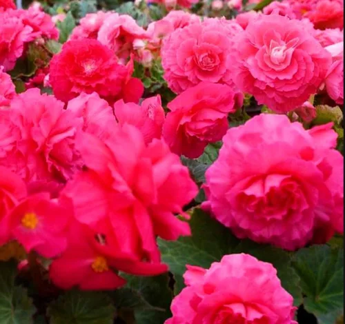 Vista 2 de Más de 100 semillas de flores de begonia rosa sin parar, ornamentales fáciles de cultivar semillas de flores