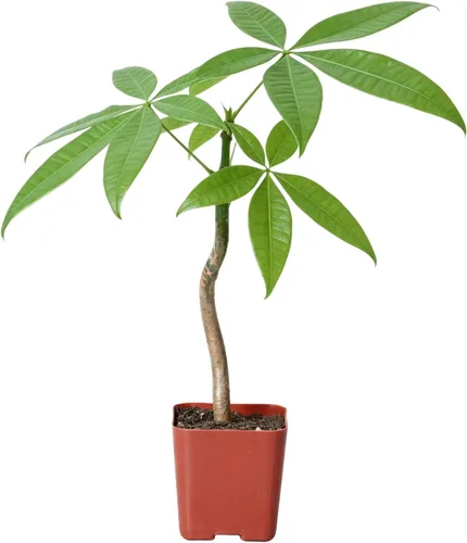 Vista 2 de Plantas suculentas vivas de 2 pulgadas, cactus con cono de pino, mini suculentas en maceta, planta de interior de fácil cuidado, regalos únicos