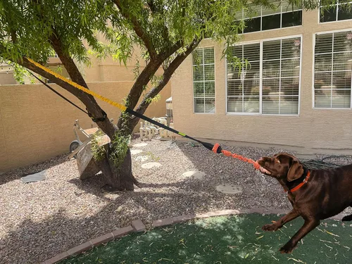 Vista 6 de Juguete elástico para perros de 20.35 pies con cuerda interactiva reforzada con dos recambios de repuesto, juguetes interactivos para perros
