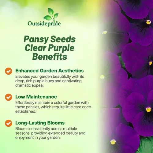 Vista 3 de Outsidepride Semillas de pensamiento de viola púrpura transparente para plantar, 50 unidades. Flores bienales, resistentes al frío y aptas