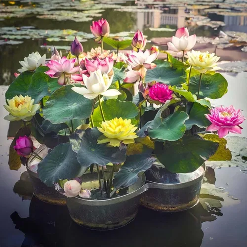 Vista 4 de Más de 30 tazones de semillas de loto bonsái para plantar semillas de flores de lirio acuático, semillas de plantas sin OMG, semillas de jardín