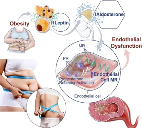Vista 5 de Prettyhealth - Brasier de levantamiento potente y desintoxicación linfática, forma de turmalina, desintoxicación y levantamiento de senos