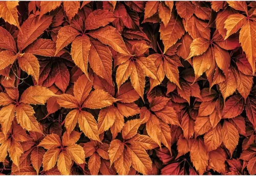 Vista 12 de Telón de fondo de otoño de 5 x 3 pies para sesión de fotos, tablero de madera de otoño para fotografía, decoración de pared de Acción de Gracias