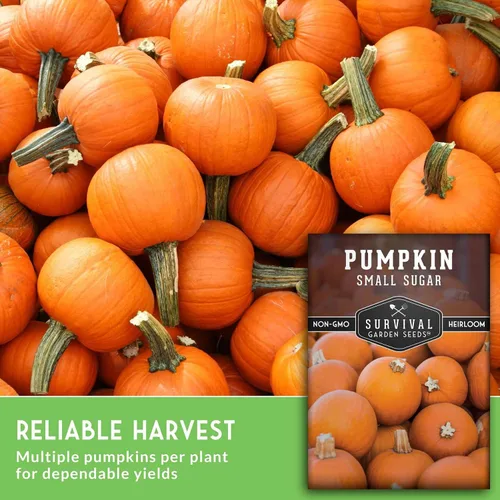 Vista 5 de Survival Garden Seeds - Semillas pequeñas de calabaza de azúcar para plantar - 1 paquete con instrucciones para cultivar calabazas de pastel