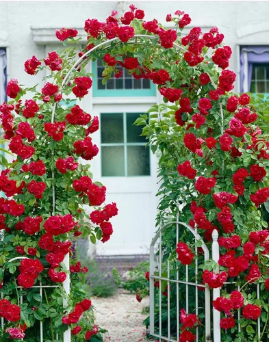 Vista 4 de Más de 100 semillas de rosas rojas trepadoras para plantar al aire libre, flores ornamentales trepadoras, arbustos de rosa, trepador de vid de larga