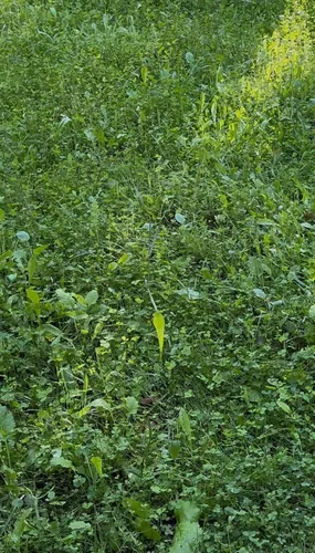 Vista 3 de Soggy Bottoms - Mezcla de semillas para parcelas de alimentos, 1/3 acre o 3 acres, una mezcla de nabos y trébol tolerante a la humedad, sobrevive