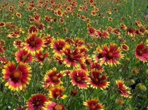 Vista 4 de Gaillardia - Manta india con diseño de flores de jardín de Seed Kingdom Bulk de 1 libra
