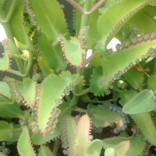 Vista 3 de Leopardo Madre de Miles Kalanchoe Daigremontiana Planta de cocodrilo FG