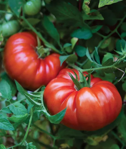 Vista 14 de Burpee 'Big Rainbow' Heirloom, Tomate Grande Beefsteak para Rebanar, 100 Semillas Sin OGM