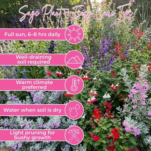 Vista 4 de 1 planta viva de salvia para exteriores, arbustos de salvia de 4 a 8 pulgadas de alto, sin maceta (azul púrpura salvia)