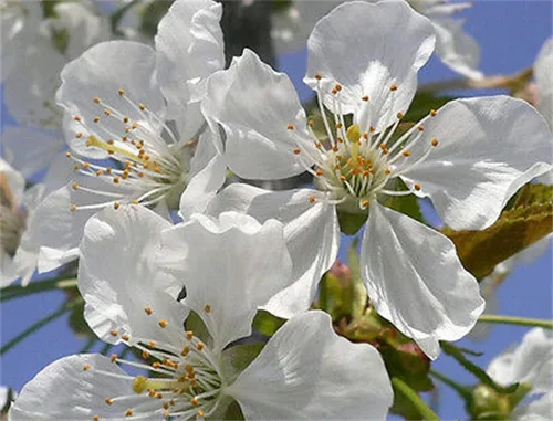 Vista 3 de Semillas de Cereza Dulce Semillas Prunus avium 20 Pcs - Semillas de Cerezo