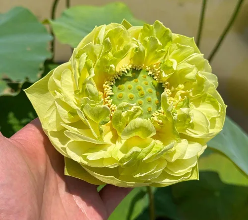 Vista 2 de Color mezclado Bonsai Bowl Lotus Water Lily Semillas (30 PCS)