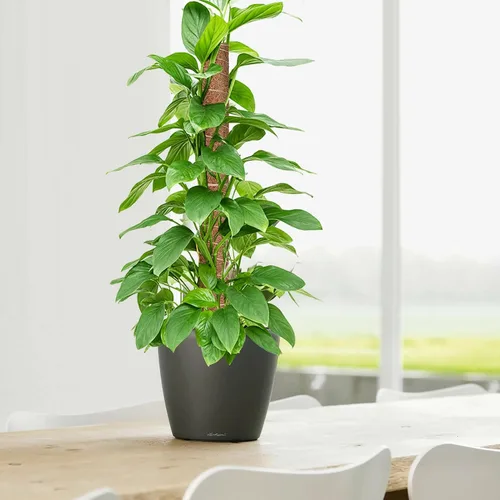 Vista 7 de GROWNEER Poste de musgo de 24 pulgadas para plantas de interior, 2 piezas de soporte de tótem de coco apilable de 15 pulgadas, palos de musgo con 15