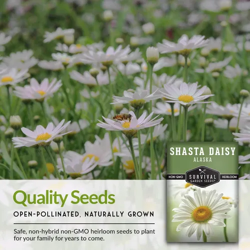 Vista 6 de Semilla de margarita Shasta para jardinería, paquete con instrucciones para plantar y cultivar hermosas flores perennes blancas en el jardín