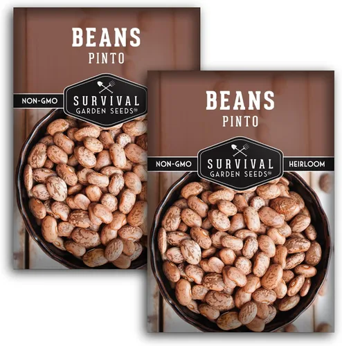 Vista 10 de Semillas de frijol Pinto para plantar, frijoles secos de reliquia, variedad de arbustos de alto rendimiento, cultivo alimenticio rico en proteínas