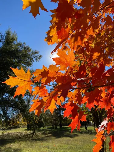 Vista 4 de Northern Sugar Maple Tree Semillas Premium Acer Saccharum 'Fall' Plants' (Premium Seeds, 10)