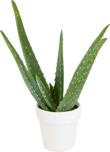 Vista 13 de Planta de aloe vera plantas suculentas vivas (paquete de 3), plantas suculentas vivas de aloe vera, planta de aloe vivo en maceta de aloe, plantas