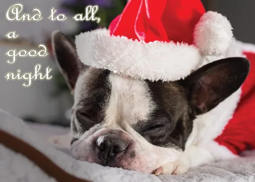 Vista 23 de Glory To Dog And To All A Good Night Sleepy Beagle Puppy - Juego de 12 tarjetas y sobres de Navidad
