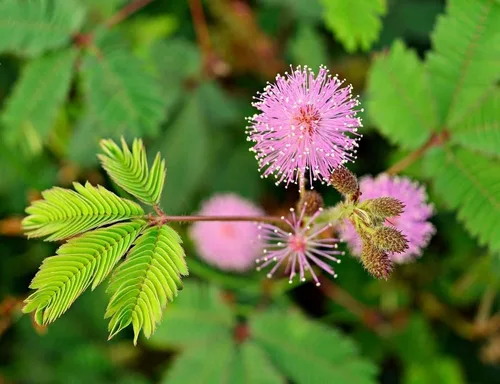 Vista 2 de 100 semillas de plantas sensibles para plantar, semillas de flores exóticas, Mimosa Pudica, planta en movimiento, planta tímida, planta vergonzosa