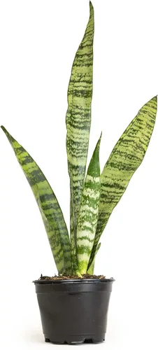 Vista 12 de Plants for Pets - Planta de serpiente viva con maceta blanca decorativa, suculentas Sansevieria Trifasciata Laurentii, plantas