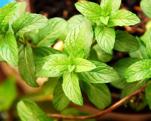 Vista 4 de Semillas de menta para plantar en exteriores e interiores, más de 500 semillas sin OMG para jardín de hierbas