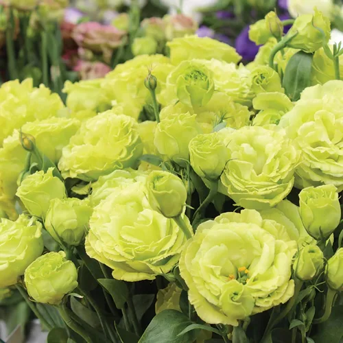 Vista 3 de Más de 1000 semillas dobles de Lisianthus para plantar, semillas anuales de flores dobles de Lisianthus sin OMG