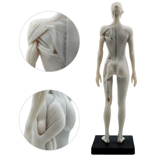 Vista 4 de Modelo anatómico musculoesquelético global de cuerpo humano de 11 pulgadas para estudio y enseñanza (hembra)
