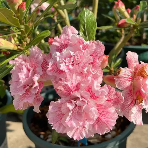 Vista 3 de 5 semillas de rosas del desierto coloridas para plantar, semillas de rosas del desierto de belleza rara, reliquia sin OMG, para el hogar, jardín