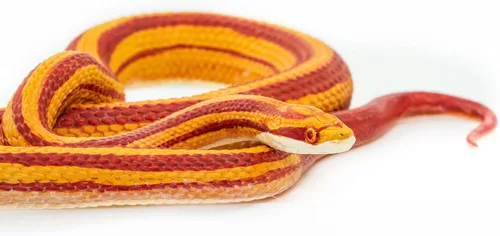 Vista 4 de Safari Ltd. Figura de serpiente de maíz, figura realista de modelo de 5.25 pulgadas, juguete educativo para niños, niñas y niños a partir de 3 años