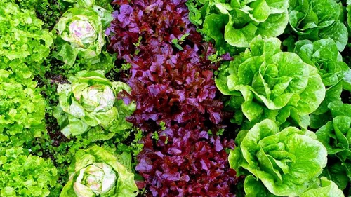 Vista 6 de Mezcla de lechuga de interior (rojo, morado, verde) Vegetales para plantar 1000 semillas sin OMG